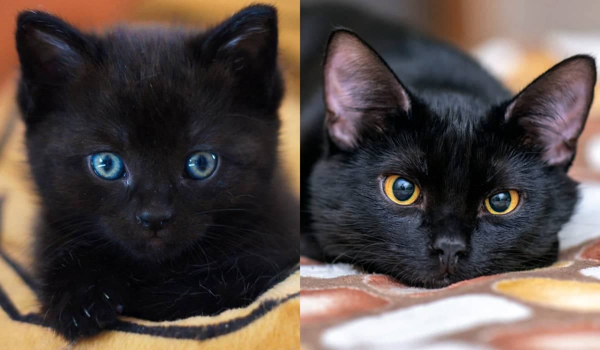 Internautas fazem campanha para proteger gatos pretos na sexta-feira 13