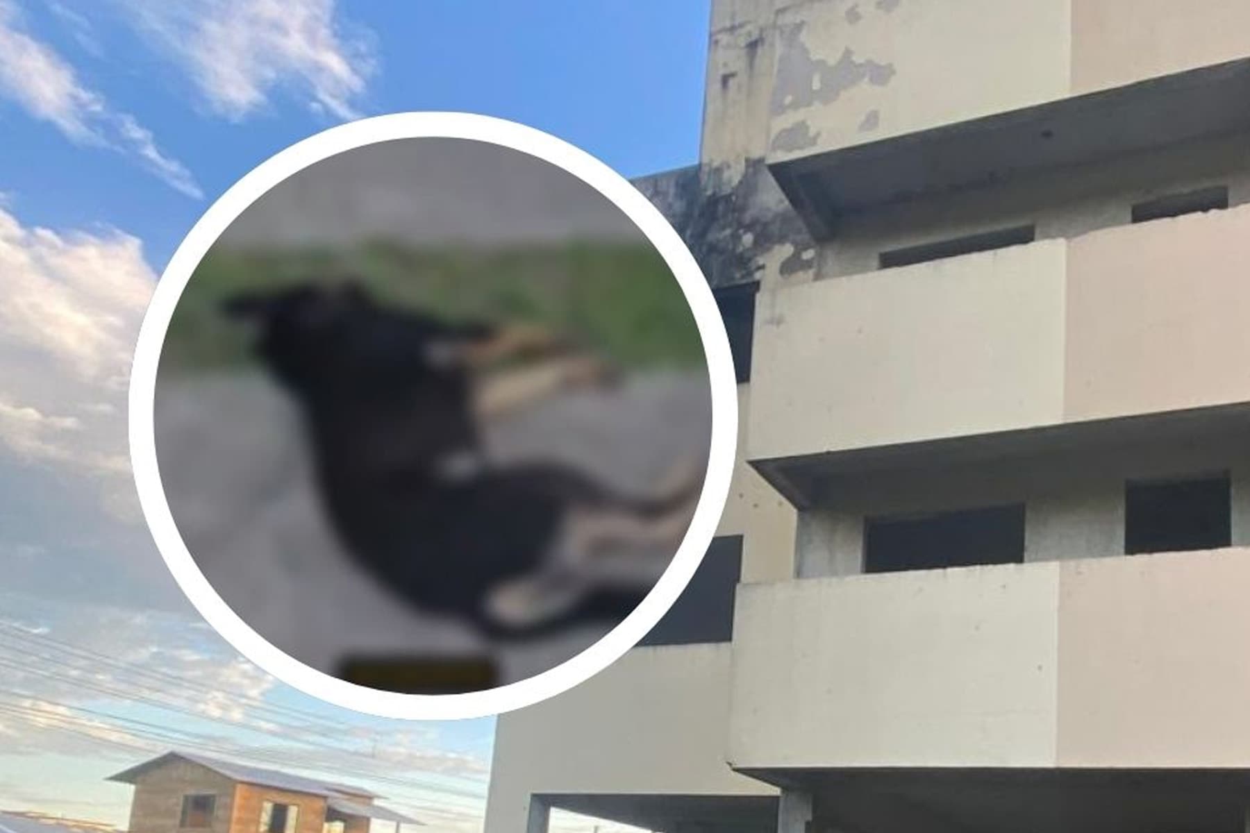 Tudo o que se sabe sobre o novo caso do cachorro morto em SC