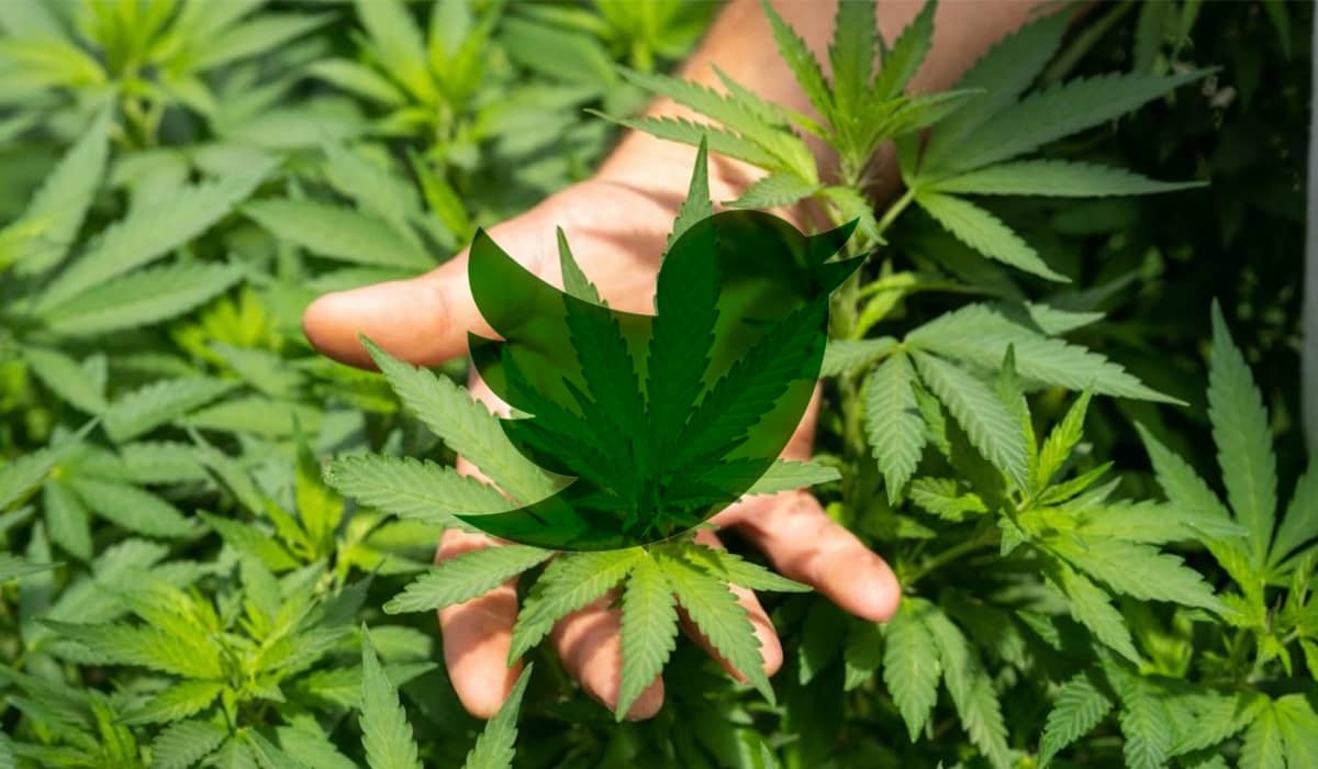 Twitter: Rede social se torna a primeira a vincular anúncios sobre canábis