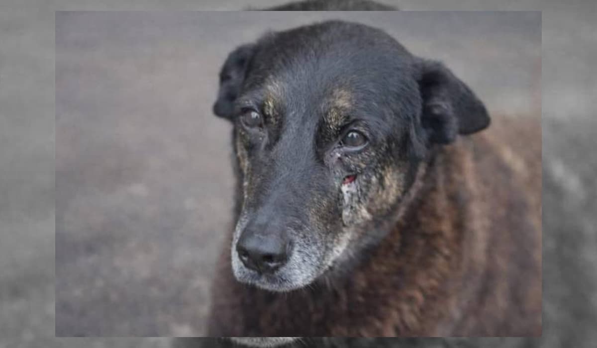 Caso Cão Orelha: laudo de exumação não aponta fraturas mas não descarta morte por trauma